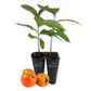 Persimmon Tree - Live Starter Plants in 2 Inch Growers Pots - Diospyros Virginiana - Delicious Fruit Tree for Your Edible Garden