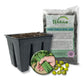 Green Bean Seed Starter Kit - Green Bean Seeds with Tray Liner and Half Quart Vegetable Soil - Grow Your Own Vegetables