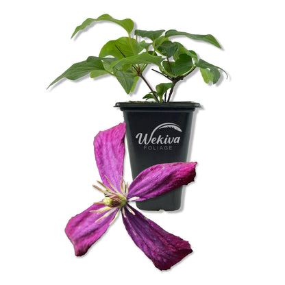 Clematis Sweet Summer Love - Live Starter Plant in a 2 Inch Growers Pot - Starter Plants Ready for The Garden - Rare Clematis for Collectors
