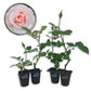 Brides Dream Rose Bush - Live Starter Plants in 2 Inch Pots - Beautifully Fragrant Hybrid Tea Rose from Florida - A Versatile Beauty with a Rich Fragrance