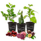 Fruit Fiesta Trio - 3 Live Plants in 4 Inch Pots - One Each of Passion Fruit Vine, Dragon Fruit, and Barbados Cherry for Your Edible Garden