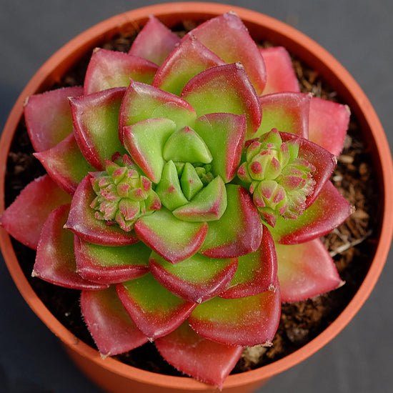 Echeveria Letizia - Live Starter Plants in 2 Inch Growers Pots - Rare and Colorful Compact Easy Care Succulent