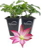 Clematis Asao - Live Starter Plants in 2 Inch Growers Pots - Starter Plants Ready for The Garden - Bold and Beautiful Flowering Vine