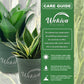 Black Jade Snake Plant - Live Plants in 4 Inch Growers Pots - Sansevieria Trifasciata &