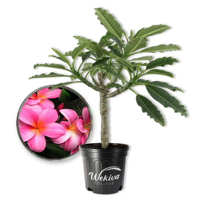 Plumeria Tree - Frangipani - Live Plants in 3 Gallon Grower&