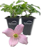 Clematis Montana Mayleen - Live Starter Plants in 2 Inch Growers Pots - Starter Plants Ready for The Garden - Rare Clematis for Collectors