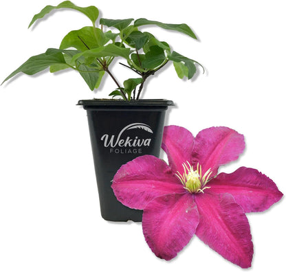 Clematis Niobe - Live Starter Plants in 2 Inch Growers Pots - Starter Plants Ready for The Garden - Rare Clematis for Collectors