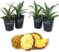 Juicy Pineapple Plant - Live Tissue Culture Starter Plants - Ananas Comosus - Edible Fruit Tree for The Patio and Garden