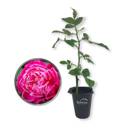 Louis Philippe Rose Bush - Live Starter Plants in 2 Inch Growers Pots - Beautifully Fragrant Florida Rose - A Versatile Heirloom Rose with a Rich Fragrance