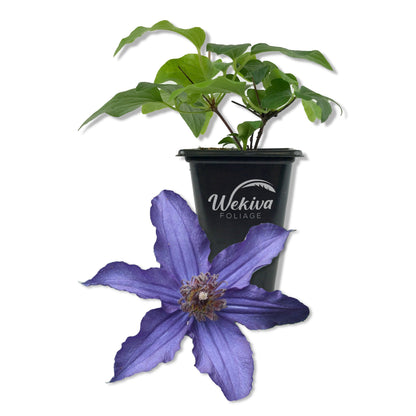 Clematis Sapphire Indigo - Live Starter Plants in 2 Inch Growers Pots - Starter Plants Ready for The Garden - Rare Clematis for Collectors