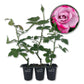 Paradise Rose Bush - Live Starter Plants in 2 Inch Pots - Beautifully Fragrant Heirloom Rose from Florida - A Versatile Beauty with a Rich Fragrance