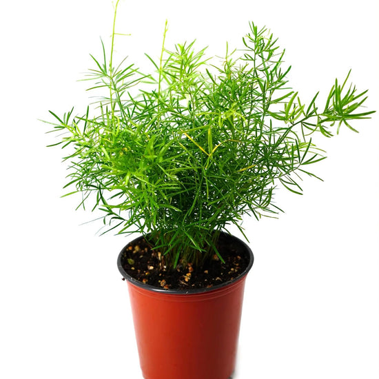 Sprengeri Fern - Live Plant in a 6 Inch Grower&