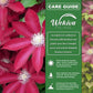 Clematis Bourbon - Live Starter Plants in 2 Inch Growers Pots - Starter Plants Ready for The Garden - Rare Clematis for Collectors