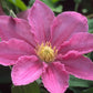 Clematis Abilene - Live Starter Plants in 2 Inch Growers Pots - Starter Plants Ready for The Garden - Bold and Beautiful Pink Flowering Vine