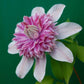 Clematis Josephine - Live Starter Plants in 2 Inch Growers Pots - Starter Plants Ready for The Garden - Rare Clematis for Collectors