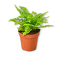 Cotton Candy Fern - Live Starter Plants in 4 Inch Grower&