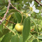 Jamaican Cherry Tree - Strawberry Tree - 2 Live Starter Plants in 2 Inch Grower&