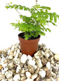 Mini Fairy Garden - Terrarium Fern Assortment - 6 Live Plants in 2 Inch Pots - Rare Ferns from Florida - Growers Choice Based On Health, Beauty and Availability