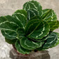 Calathea Green Lipstick - Live Plants in 4 Inch Growers Pots - Calathea Roseopicta &