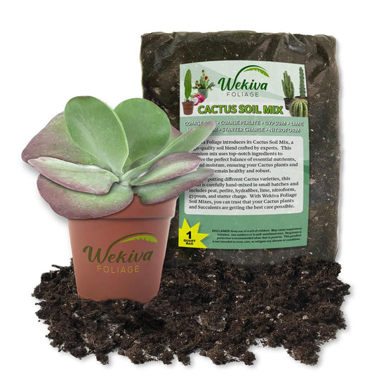 Kalanchoe Flapjacks Cactus and Soil Mix Combo - Live Plant in a 4 Inch Pot with 1 Quart Cactus Soil Mix - Kalanchoe Luciae with Custom Soil Blend