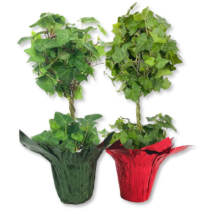 English Ivy Globe in Festive Holiday Cover 2-Pack - Red - 2 Live Plants in 4 Inch Pots - Hedera Helix - Florist Quality - Beautiful Easy Care Indoor Air Purifying Topiary Houseplant Vine