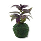 Persian Shield Plant in Moss Planter - Live Starter Plant in a 4 Inch Decorative Pot - Strobilanthes Dyerianus - Kokedama Moss Ball Planter