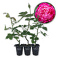 Louis Philippe Rose Bush - Live Starter Plants in 2 Inch Growers Pots - Beautifully Fragrant Florida Rose - A Versatile Heirloom Rose with a Rich Fragrance