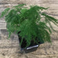 Plumosa Fern - Live Starter Plants in 4 Inch Grower&