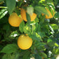 Harvey Lemon Tree - Live Plants in 1 Gallon Pots - Florida Only - Citrus Limon Harvey - Cannot Ship Out of Florida - Beautiful Fruit Tree for Patio and Garden