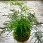 Plumosa Fern - Live Starter Plants in 4 Inch Grower&