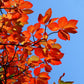 Black Tupelo Tree - Live Tree in a 3 Gallon Pot - Nyssa Sylvatica - Native Plant Beautiful Color Changing Foliage