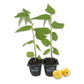 Jamaican Cherry Tree - Strawberry Tree - 2 Live Starter Plants in 2 Inch Grower&