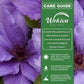 Clematis Olympia - Live Starter Plants in 2 Inch Growers Pots - Starter Plants Ready for The Garden - Rare Clematis for Collectors