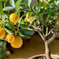 Valencia Orange Tree - Live Plants in 1 Gallon Pots - Florida Only - Cannot Ship Out of Florida - Beautiful Fruit Tree for Patio and Garden