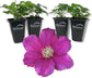 Clematis Cardinal Wyzynski - Live Starter Plants in 2 Inch Growers Pots - Starter Plants Ready for The Garden - Rare Clematis for Collectors