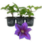 Clematis Reiman - Live Starter Plants in 2 Inch Growers Pots - Starter Plants Ready for The Garden - Beautiful Blue Purple Flowering Vine