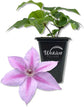 Clematis Rosalie - Live Starter Plants in 2 Inch Growers Pots - Starter Plants Ready for The Garden - Rare Clematis for Collectors