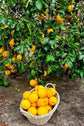 Meyer Lemon Tree - Live Plant in 1 Gallon Pots - Florida Only - Cannot Ship Out of Florida - Beautiful Fruit Tree for Patio and Garden