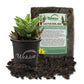 Zanzibar Aloe and Soil Mix Combo - Live Plant in a 4 Inch Pot with 1 Quart Cactus Soil Mix - Aloe Juvenna with Custom Soil Blend