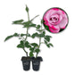 Paradise Rose Bush - Live Starter Plants in 2 Inch Pots - Beautifully Fragrant Heirloom Rose from Florida - A Versatile Beauty with a Rich Fragrance