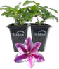 Clematis Carnaby - Live Starter Plants in 2 Inch Growers Pots - Starter Plants Ready for The Garden - Beautiful Deep Pink Flowering Vine