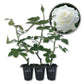 JFK Rose Bush - Live Starter Plants in 2 Inch Growers Pots - Beautifully Fragrant Hybrid Tea Rose - A Versatile Beauty with a Rich Fragrance