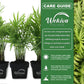 Neanthe Bella Parlor Palm - Live Plants in 3 Inch Pots - Chamaedorea Elegans - Beautiful Clean Air Indoor Houseplant