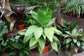 Ernest August’s Palm - Live Starter Plants In Liners - Chamaedorea ernesti-augustii - Rare Ornamental Palms of Florida