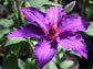 Clematis Marie Louise Jensen - Live Starter Plants in 2 Inch Growers Pots - Starter Plants Ready for The Garden - Beautiful Purple Blue Flowering Vine