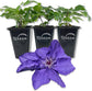 Clematis Lindsay - Live Starter Plants in 2 Inch Growers Pots - Starter Plants Ready for The Garden - Rare Clematis for Collectors