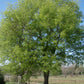 Sugarberry Tree - Live Tree in a 3 Gallon Pot - Celtis Laevigata - Native Plant Beautiful Color Changing Foliage