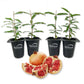 Pomegranate Tree - 4 Live Tissue Culture Starter Plants - Edible Fruit Bearing Tree for The Patio and Garden