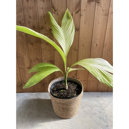 Ernest August’s Palm - Live Starter Plants In Liners - Chamaedorea ernesti-augustii - Rare Ornamental Palms of Florida