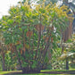 Everglades Palm - Live Starter Plants in Growers Liners - Acoelorrhaphe Wrightii - Rare Ornamental Palms of Florida